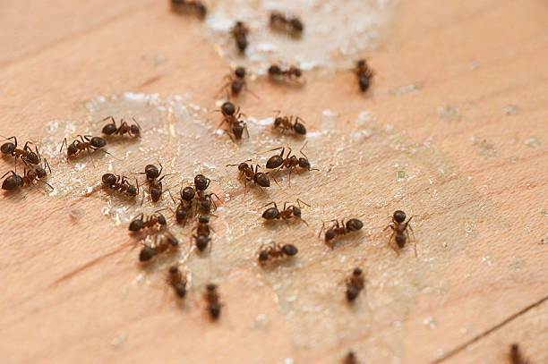 Best Pest Control for Restaurants  in Robert Lee, TX