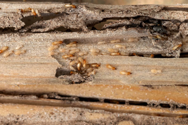 Best Flea Control Services  in Robert Lee, TX