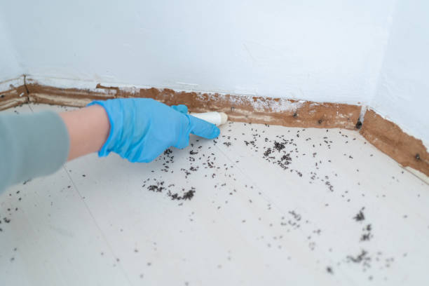 Best Mosquito Control Services  in Robert Lee, TX